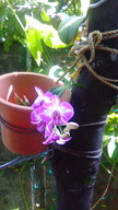 ランの花