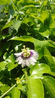 パッションの花