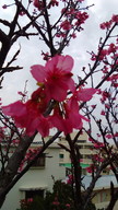 庭の桜３