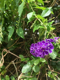 紫の花"