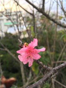 桜"