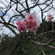 桜"