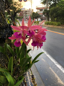 蘭"