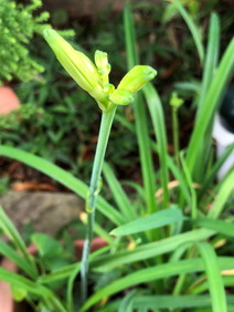 眠り草"