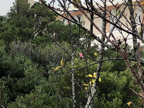 桜"