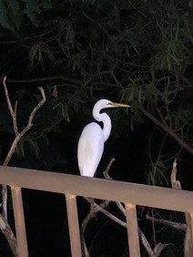 鳥"