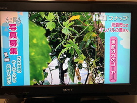 テレビ"