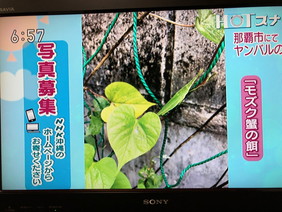 テレビ"