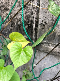 もとねた"