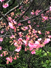 桜"