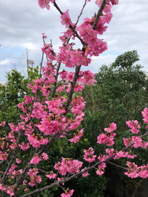 桜１"