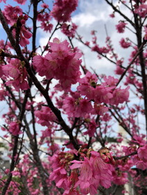 桜２"