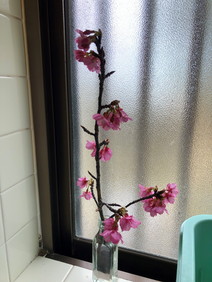 桜３"