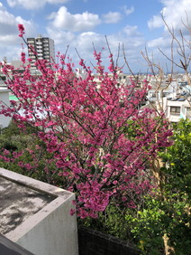 桜１"