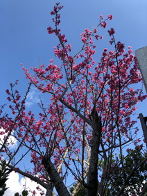 桜２"