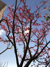 桜３"