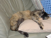ねこ"