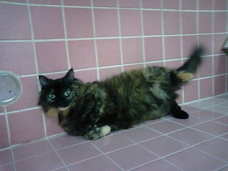 ねこ"
