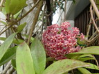 桜蘭