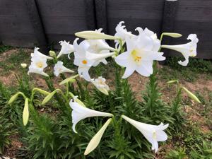 百合