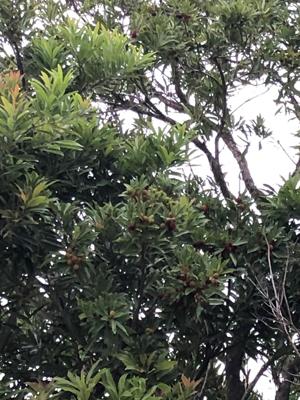 木
