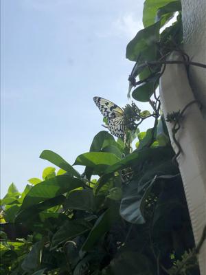 蝶
