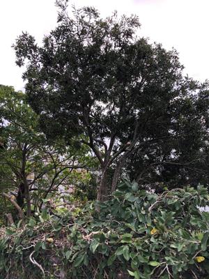 木