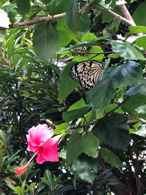 蝶と花