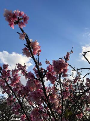 桜