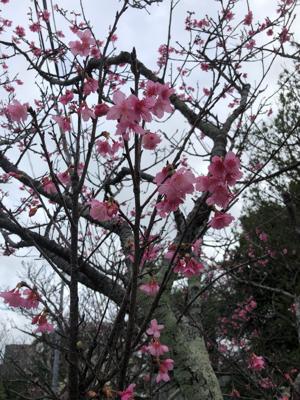 桜