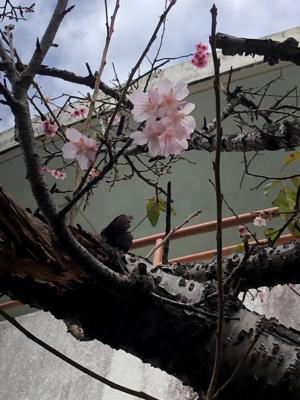 桜