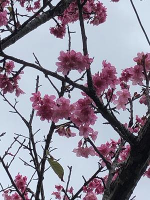 桜