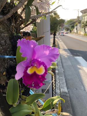 ラン