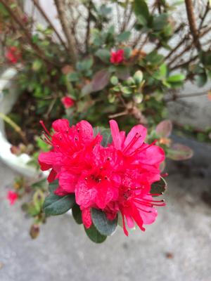 さつき