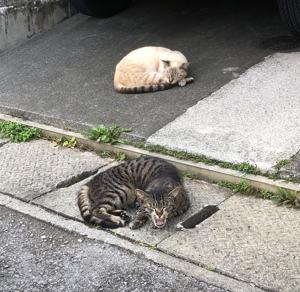 猫