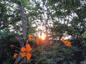 夕陽
