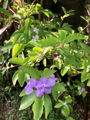 花