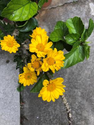 菊