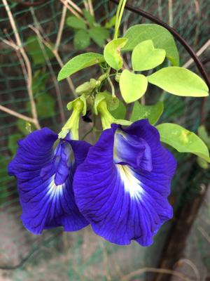 花