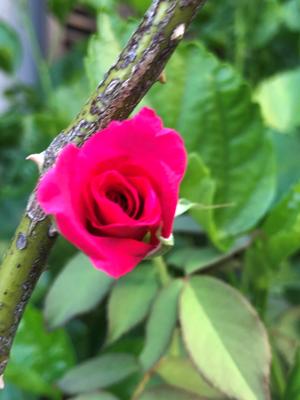 薔薇