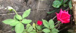 薔薇