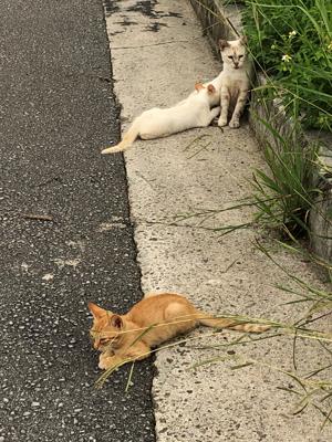 猫