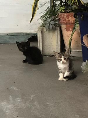 子猫
