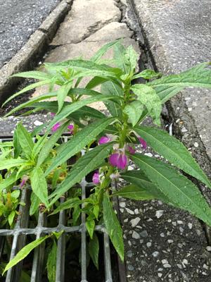 鳳仙花