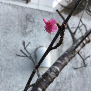 桜１