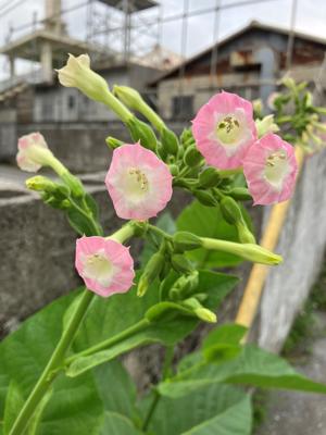 煙草の花