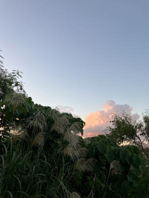 ススキ