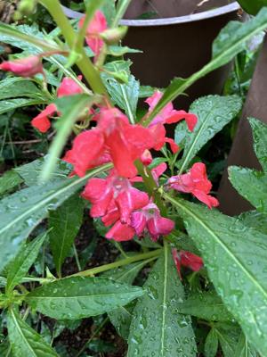鳳仙花