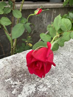 薔薇