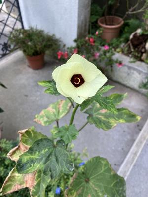 オクラ